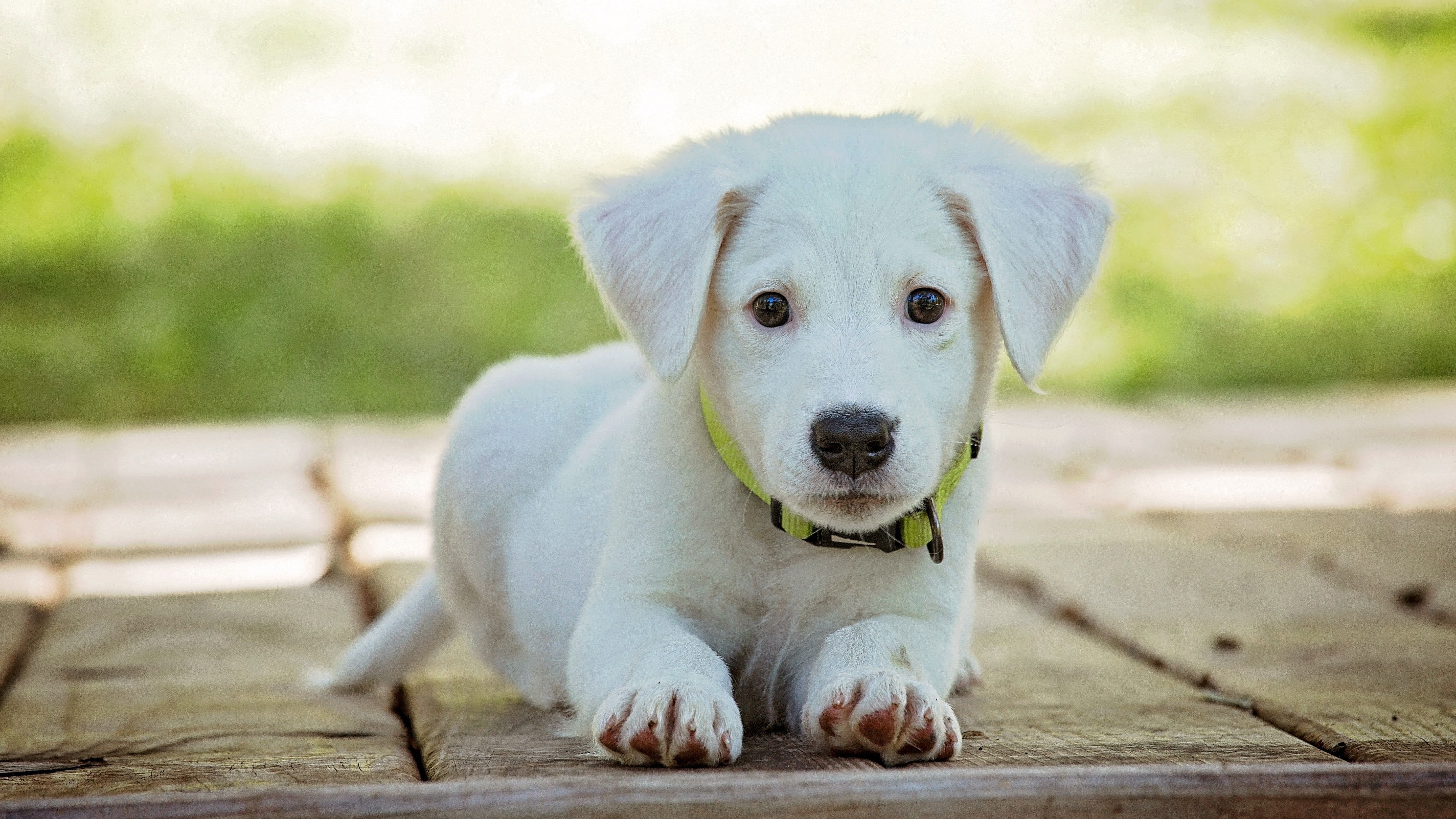 Absolute Pets | SAVE UP TO 15% on Simparica Treatments