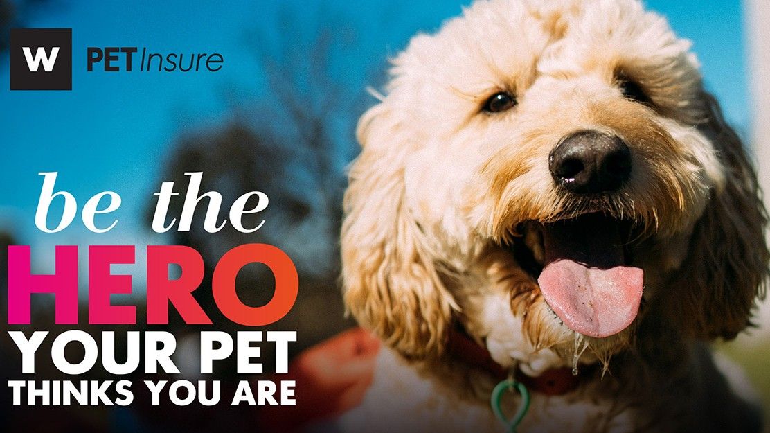 Absolute Pets | WPetInsure