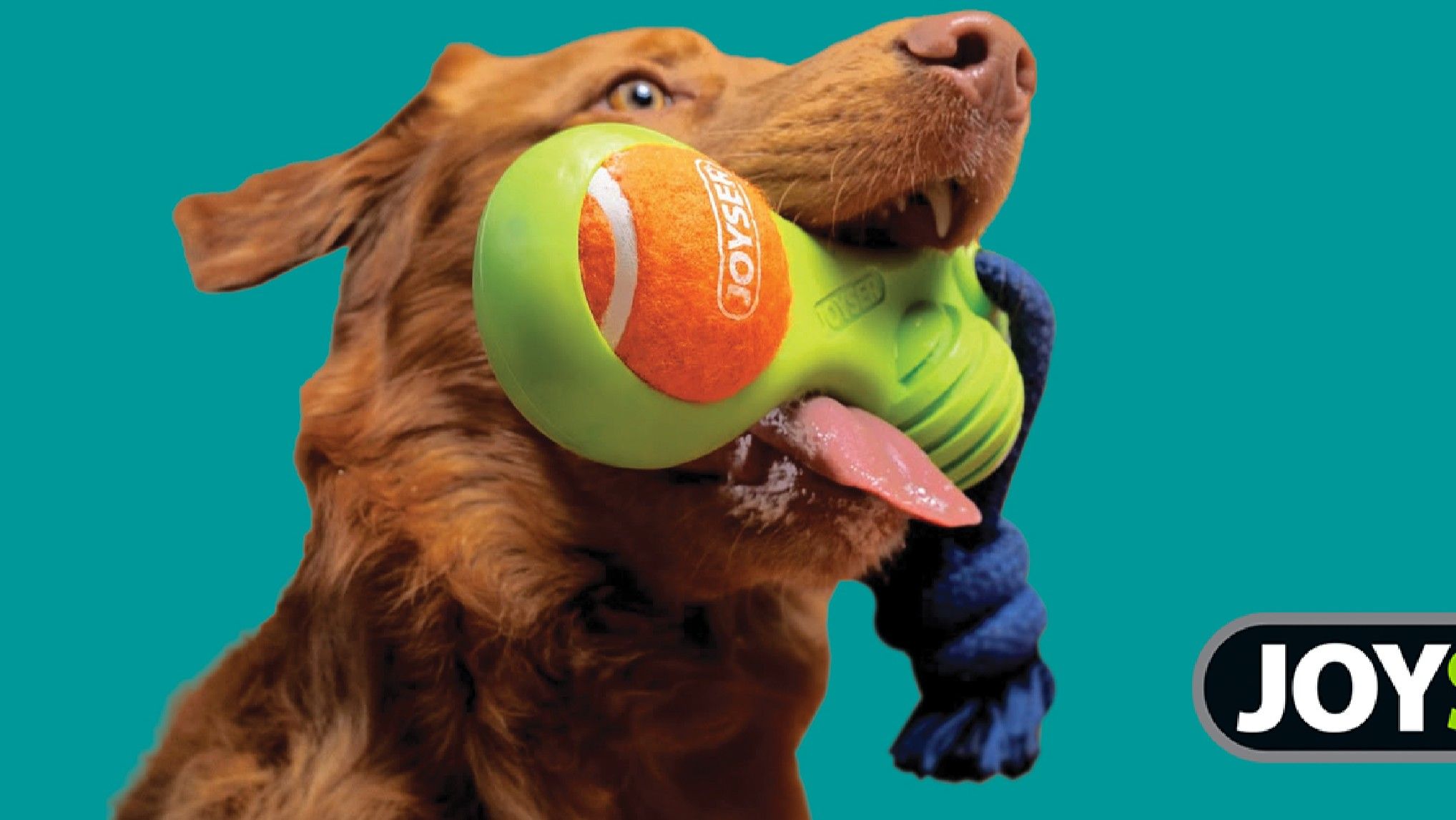 Absolute Pets | 50% Off Joysers Toys