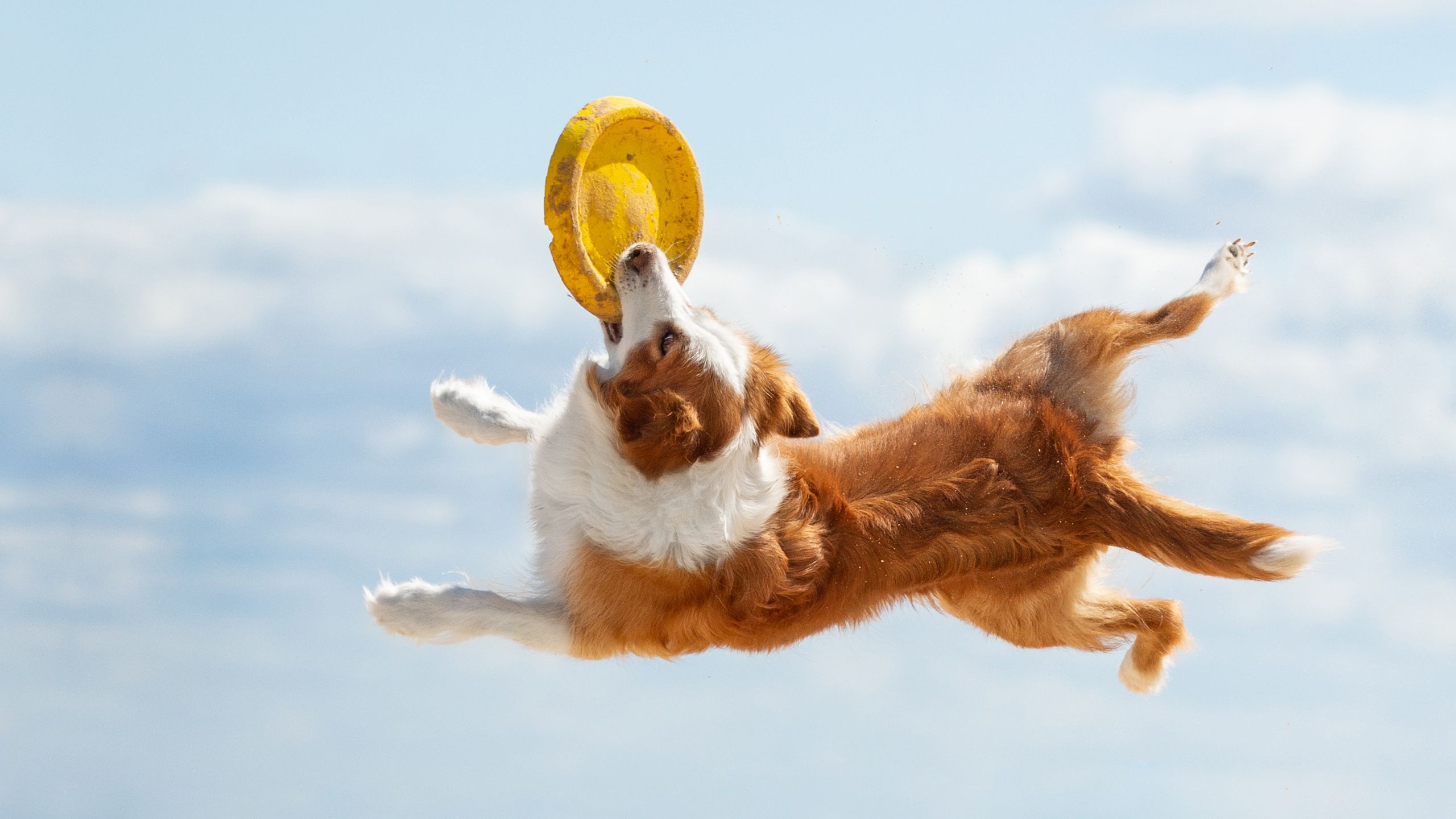 Keep your pets protected AND SAVE with Absolute Pets!