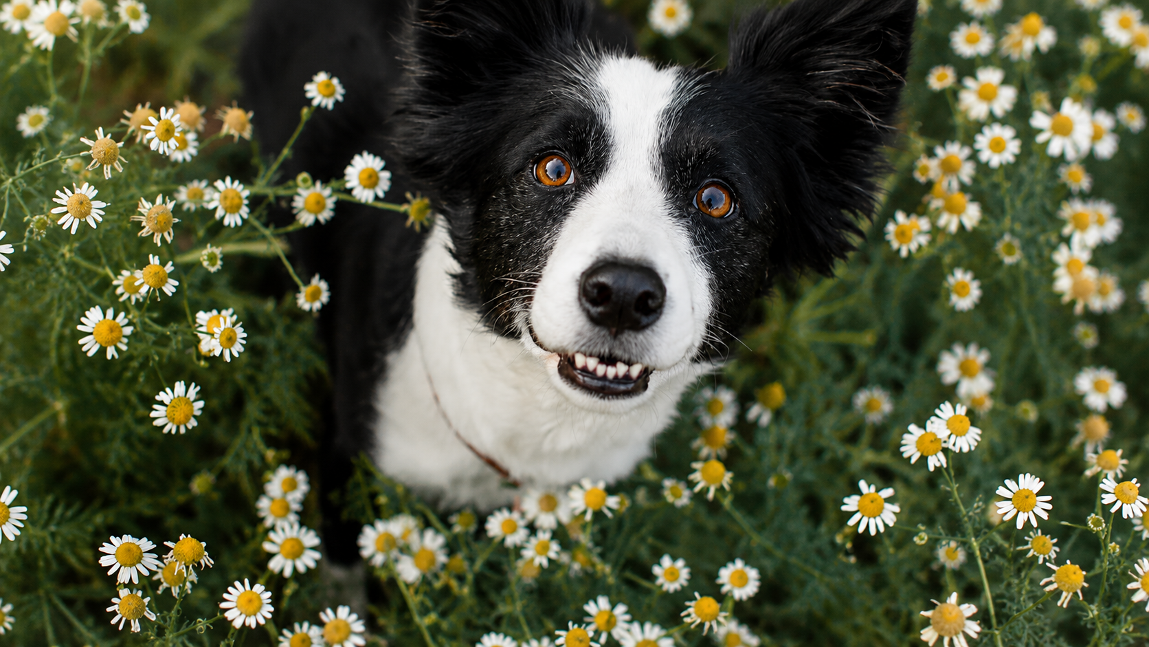 Absolute Pets | Tail-Wagging Savings