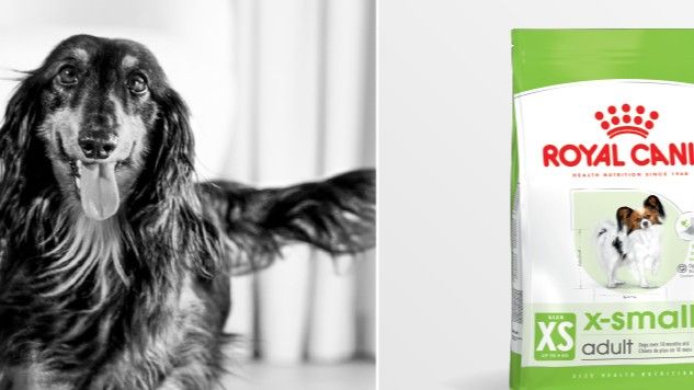 Absolute Pets | 20% Off Royal Canin